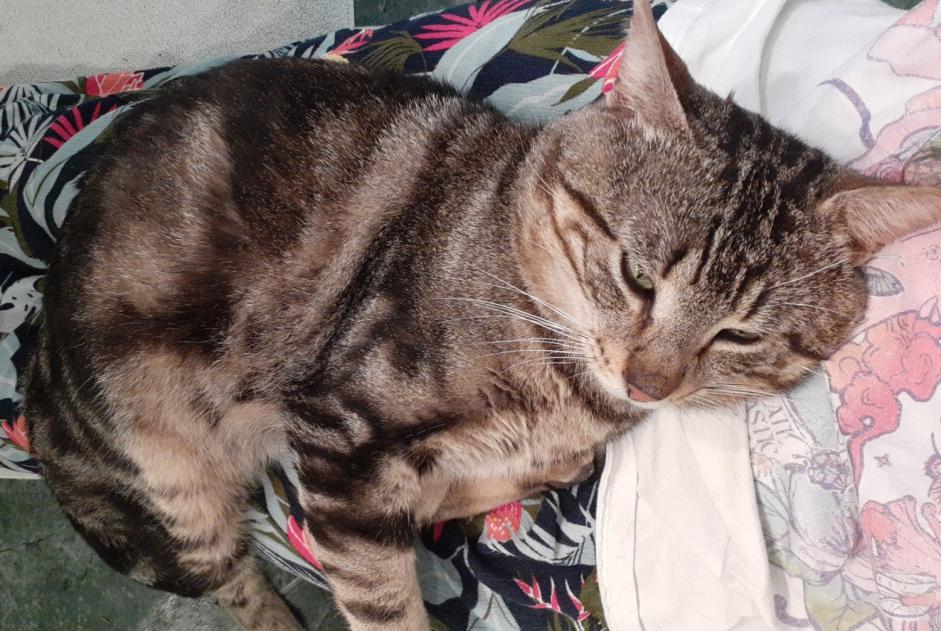 Fundmeldung Katze Männliche , 4 Jahre Juvisy-sur-Orge Frankreich Fundmeldung Katze Männliche , 4 Jahre Juvisy-sur-Orge Frankreich