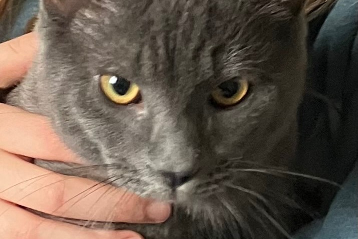 Vermisstmeldung Katze Männliche , 2 jahre Champlan Frankreich