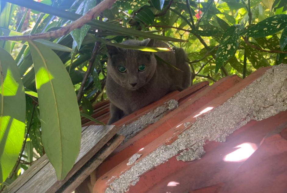Discovery alert Cat  Unknown Montgeron France