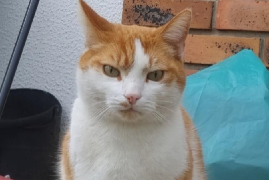 Disappearance alert Cat Male , 9 years Saint-Germain-lès-Corbeil France