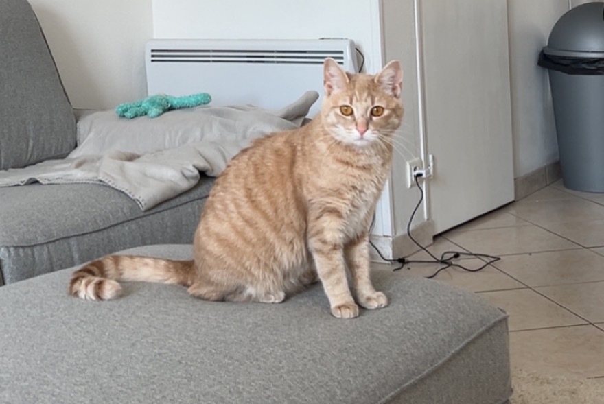 Disappearance alert Cat miscegenation  Female , 1 years Souzy-la-Briche France