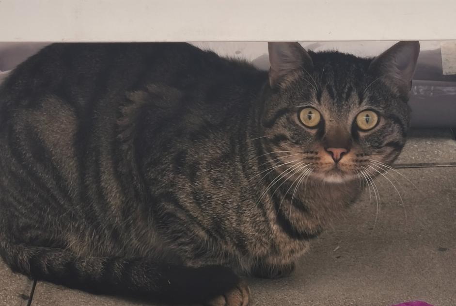 Discovery alert Cat   Male Brétigny-sur-Orge France