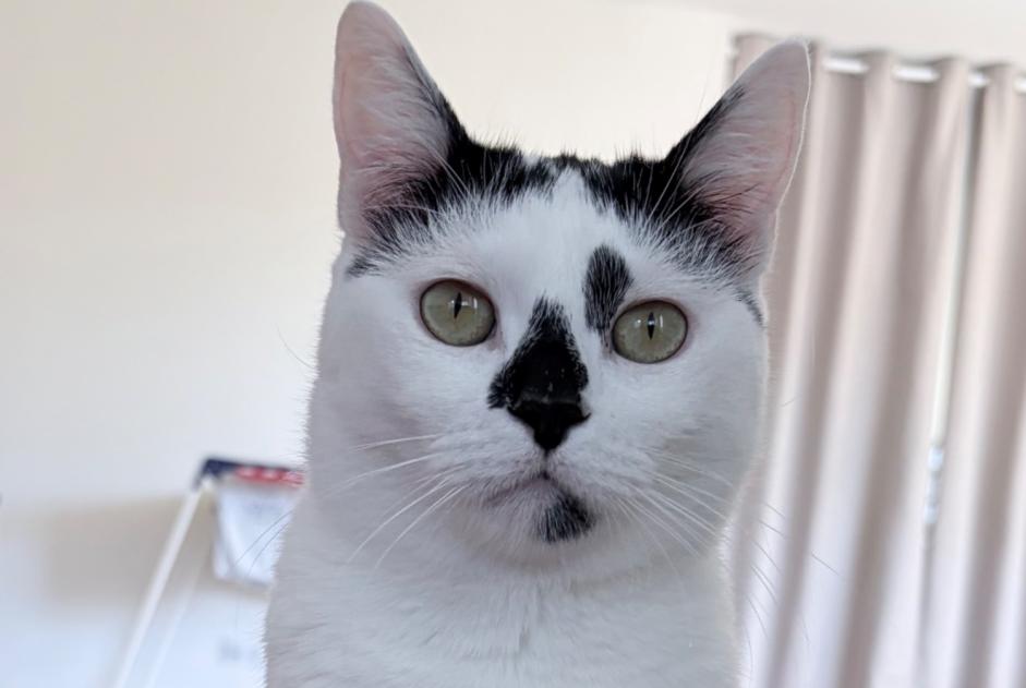 Disappearance alert Cat Female , 2 years Gometz-la-Ville France