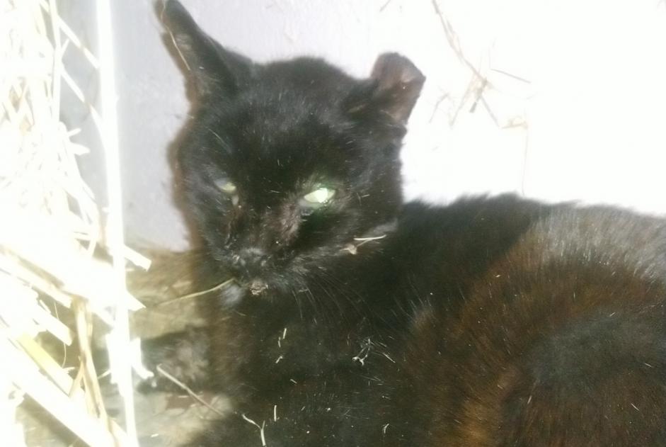 Discovery alert Cat Unknown Varennes-Jarcy France