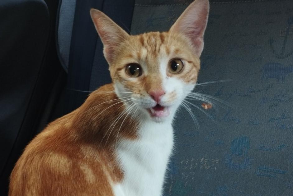Discovery alert Cat Male Orsay France