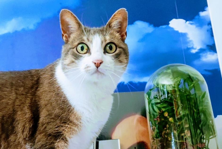 Alerta de Desaparición Gato Hembra , 9 años Athis-Mons Francia Alerta de Desaparición Gato Hembra , 9 años Athis-Mons Francia