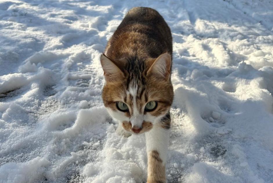 Alerta de Desaparición Gato Hembra , 2 años Longpont-sur-Orge Francia