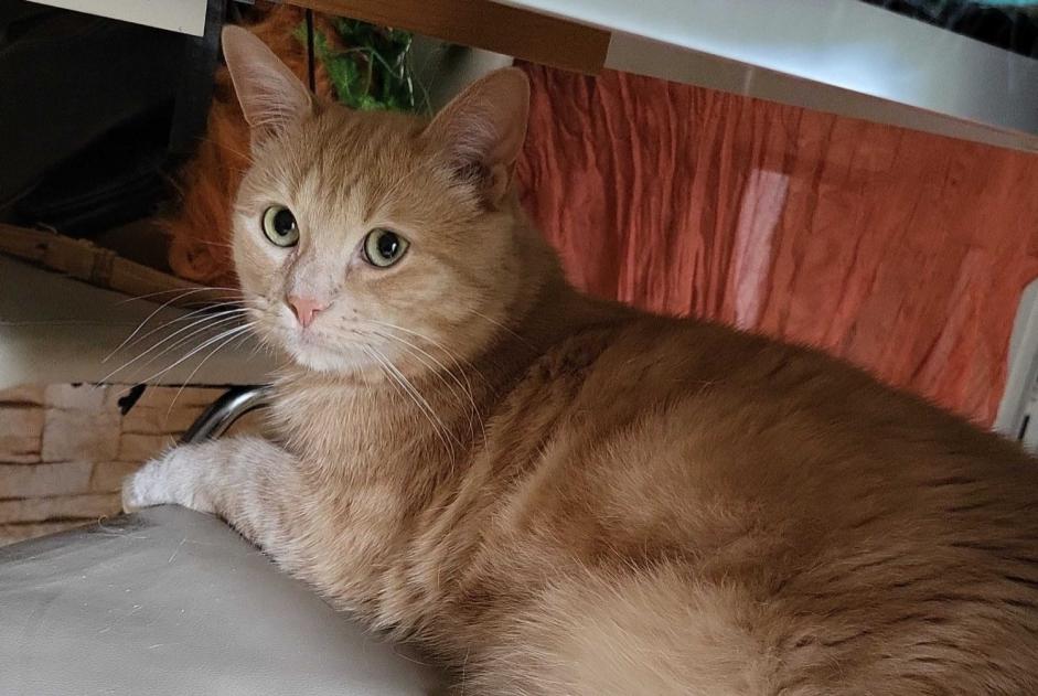 Alerta de Desaparición Gato  Macho , 3 años Chilly-Mazarin Francia
