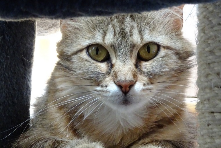 Alerte Disparition Chat Femelle , 5 ans Avrainville France Alerte Disparition Chat Femelle , 5 ans Avrainville France