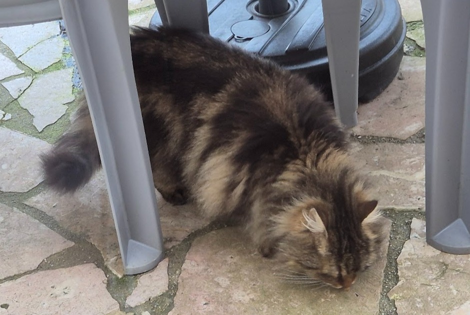 Alerte Découverte Chat  Inconnu Brunoy France