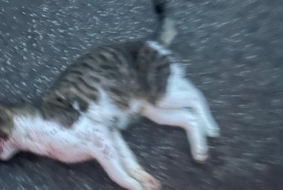 Alerte Découverte Chat croisement Mâle Souzy-la-Briche France Alerte Découverte Chat croisement Mâle Souzy-la-Briche France