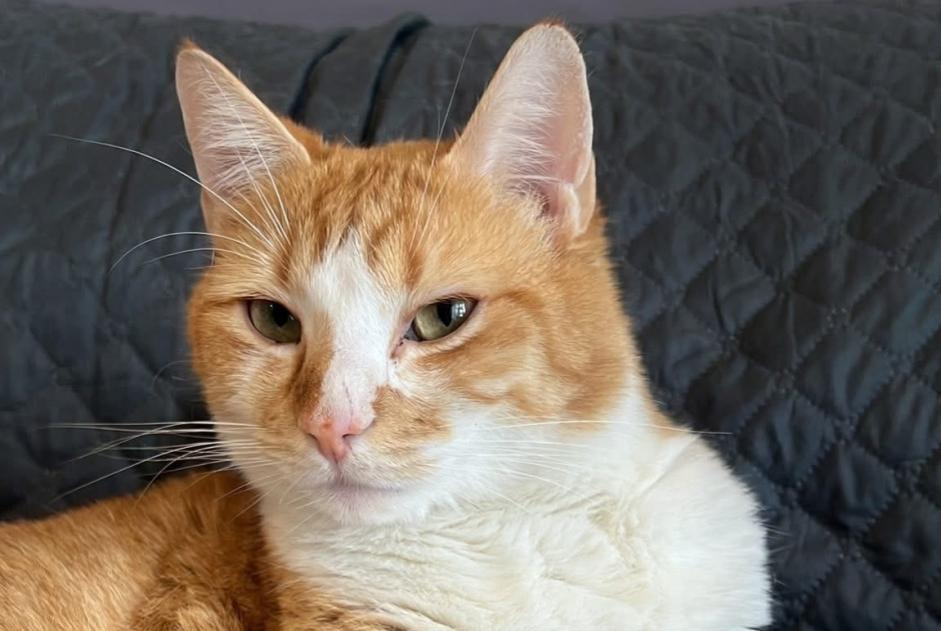 Alerte Disparition Chat Mâle , 3 ans Wissous France Alerte Disparition Chat Mâle , 3 ans Wissous France