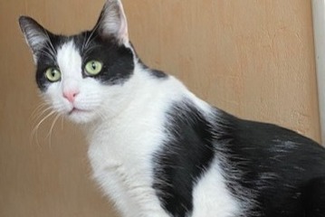 Alerte Disparition Chat Mâle , 5 ans Massy France