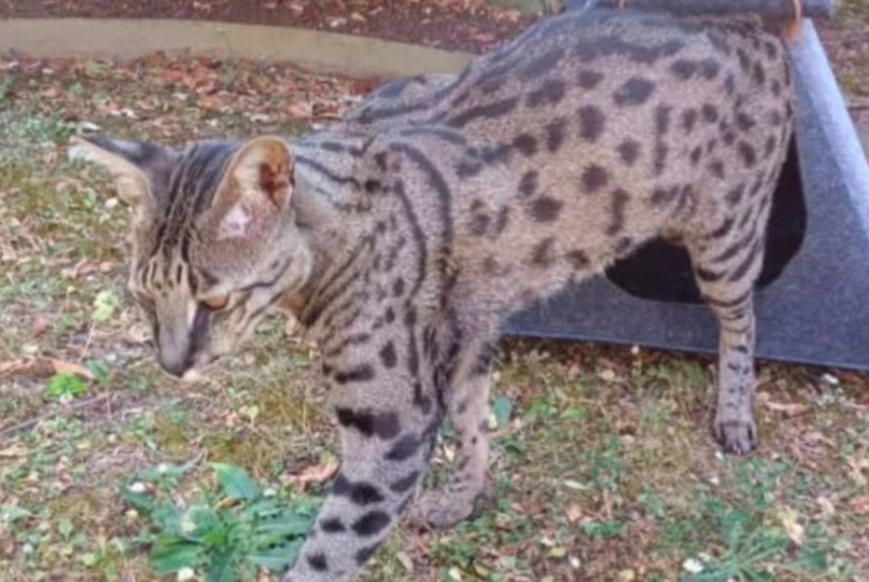 Alerte Disparition Chat croisement  Mâle , 3 ans Ballainvilliers France
