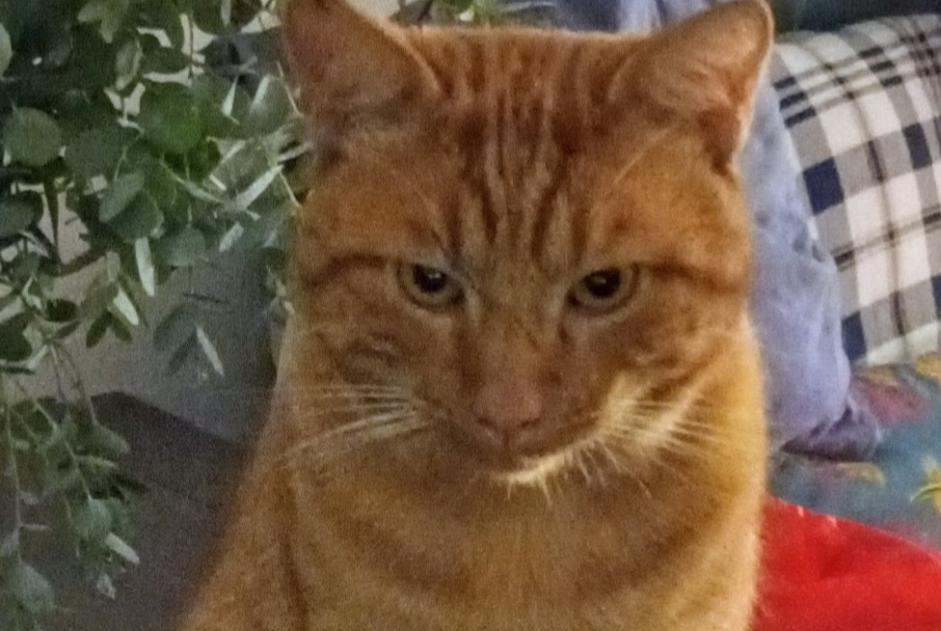 Alerte Disparition Chat Mâle , 2 ans Bièvres France