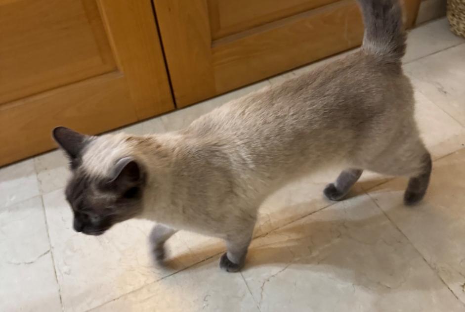 Alerte Découverte Chat  Inconnu Draveil France