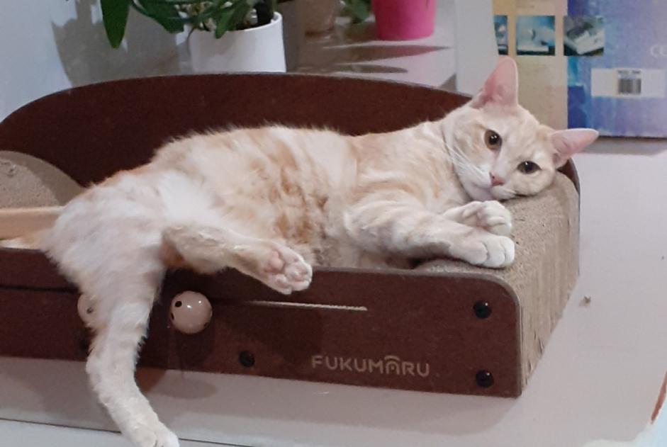 Avviso scomparsa Gatto Maschio , 1 anni Vigneux-sur-Seine Francia Avviso scomparsa Gatto Maschio , 1 anni Vigneux-sur-Seine Francia