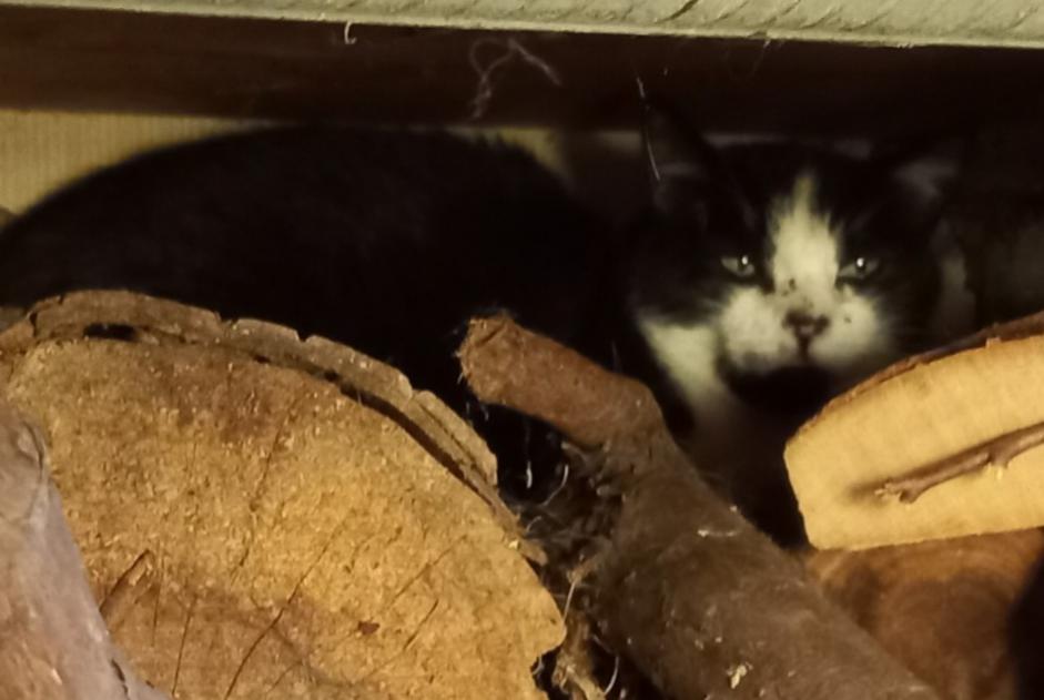 Avviso Ritrovamento Gatto Non conosciuta Saint-Aubin Francia