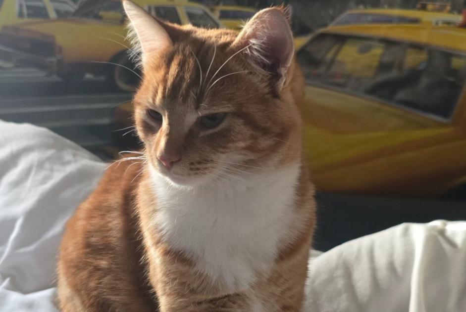 Alerta desaparecimento Gato  Macho , 1 anos Ballancourt-sur-Essonne France